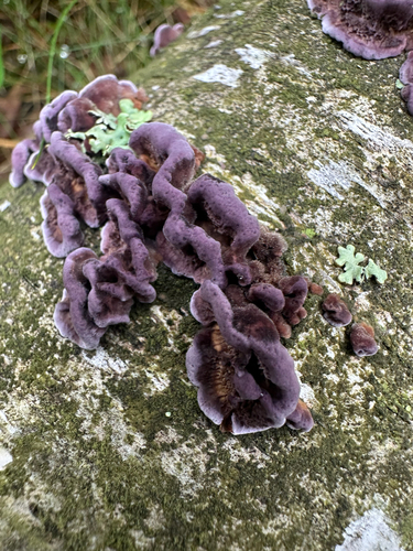 Chrząstkoskórnik purpurowy