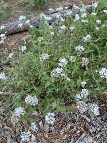iNaturalist observation photo of Monardella ovata