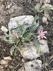 Astragalus tephrodes