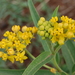 Asclepias barjoniifolia - Photo (c) Santiago, some rights reserved (CC BY-NC), uploaded by Santiago