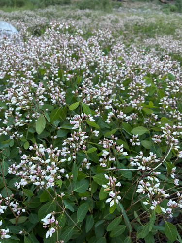 iNaturalist observation photo of spreading dogbane