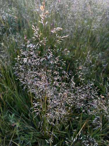 iNaturalist observation photo of tufted hair grass