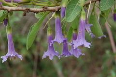 Eriolarynx australis