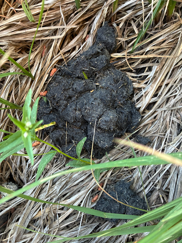 iNaturalist observation photo of American Black Bear