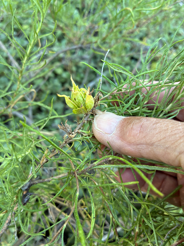 iNaturalist observation photo of Insects