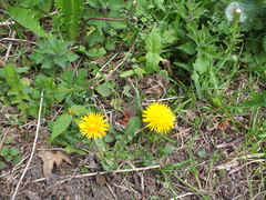 Taraxacum officinale