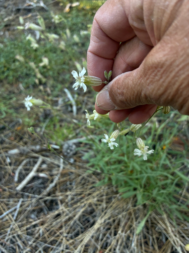 iNaturalist observation photo of Douglas' Catchfly