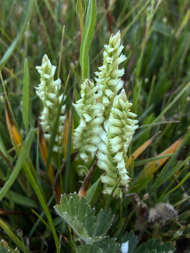 iNaturalist observation photo of Hooded Ladies' Tresses