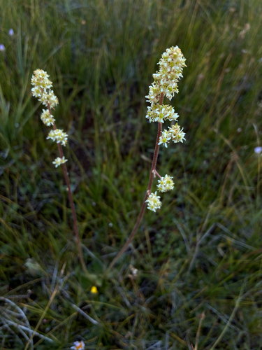 iNaturalist observation photo of Oregon Saxifrage