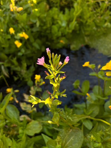 iNaturalist observation photo of fringed willowherb