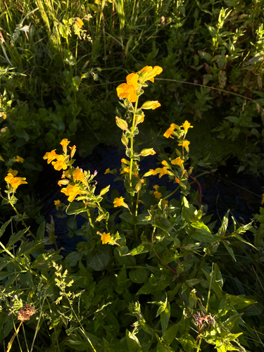 iNaturalist observation photo of seep monkeyflower
