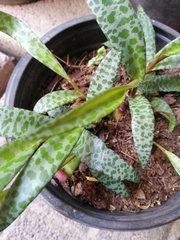 Ledebouria socialis