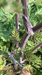 Anthriscus sylvestris