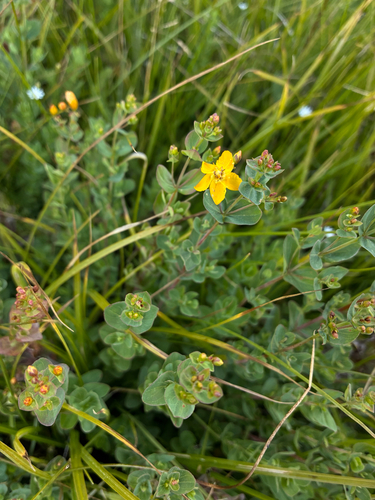 iNaturalist observation photo of Scouler's St. John's wort