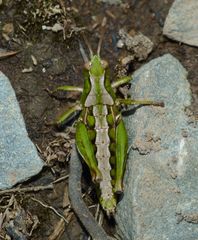 Sigaus campestris