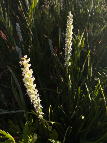 iNaturalist observation photo of Sierra Bog Orchid