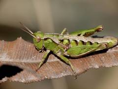 Sigaus campestris