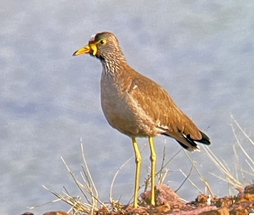 iNaturalist image