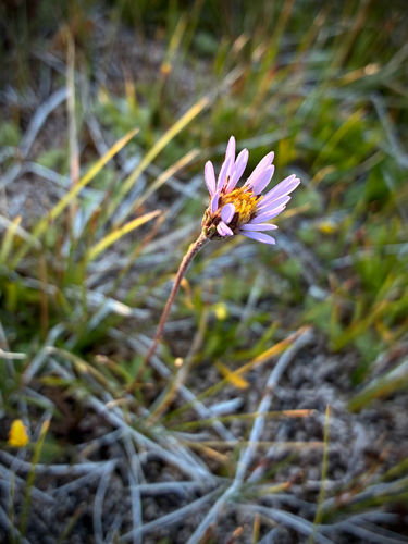 iNaturalist observation photo of Tundra Aster