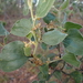 Acacia humifusa