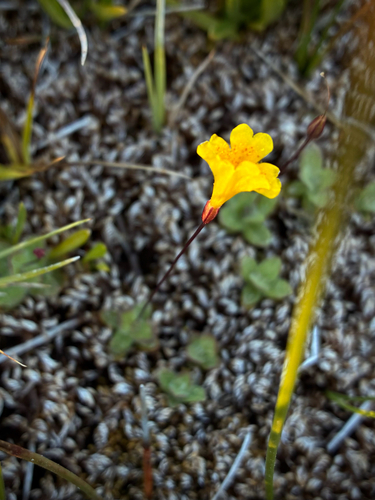 iNaturalist observation photo of primrose monkeyflower