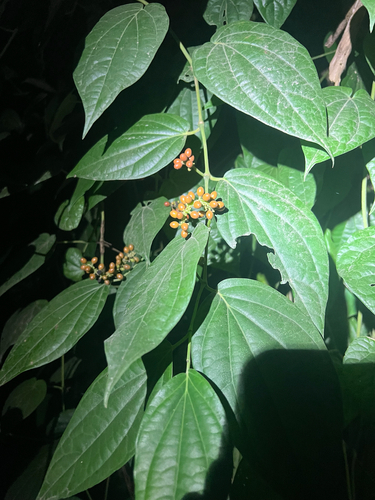 Piper lanatum observed 2026-07-12