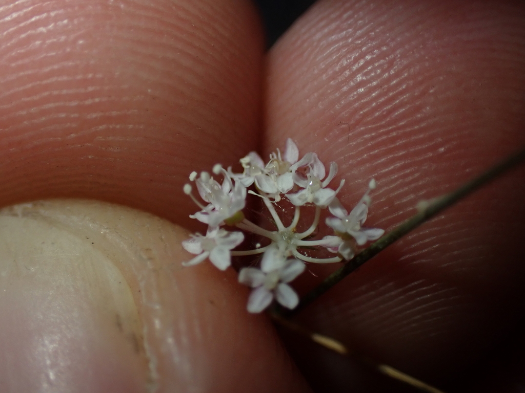 Trachymene hookeri