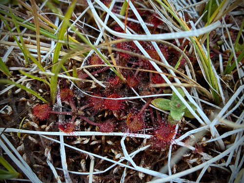 iNaturalist observation photo of round-leaved sundew