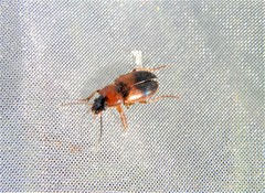 Stenolophus teutonus