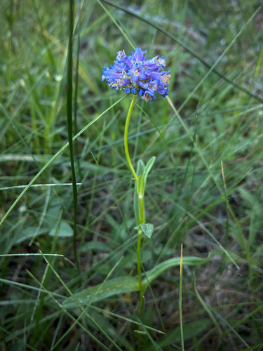 iNaturalist observation photo of Rydberg's Beardtongue