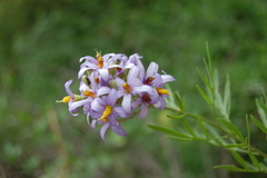 Solanum angustifidum