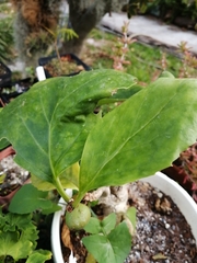 Dermatobotrys saundersii