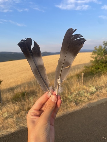 Plume de Pigeon ramier