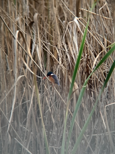 iNaturalist image