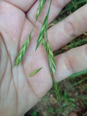 Bromus catharticus
