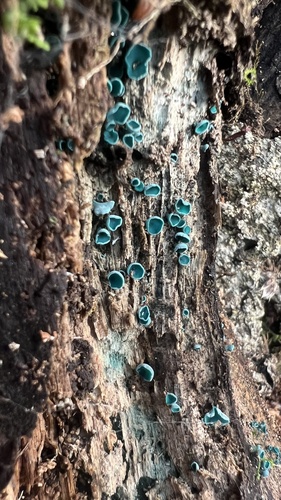 Chlorociboria aeruginella