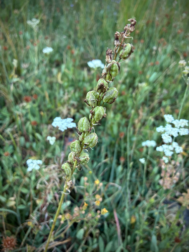 iNaturalist observation photo of small camas