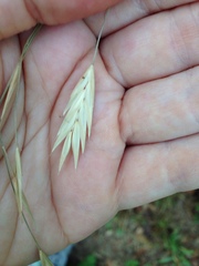 Bromus catharticus