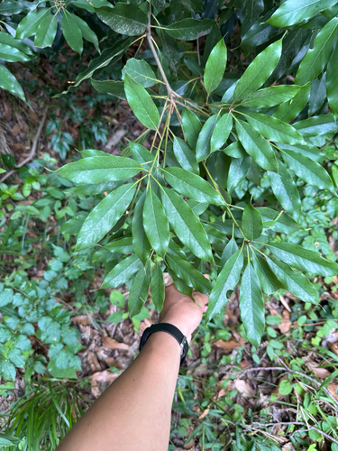 Quercus acuta observed 2026-07-11