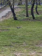 Sciurus carolinensis