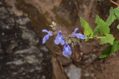 Salvia cuspidata