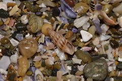 Austrodrillia angasi