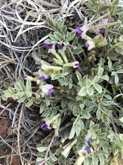 Astragalus castaneiformis