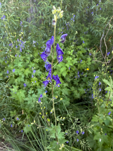 iNaturalist observation photo of Columbian Monkshood