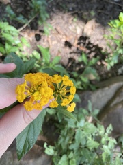Lantana × hybrida