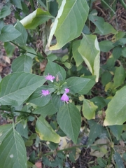 Dicliptera brachiata