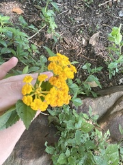 Lantana × hybrida