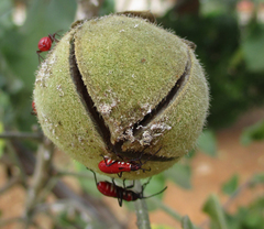 Thespesia garckeana image