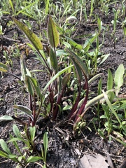 Arnoglossum plantagineum