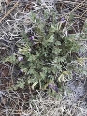 Astragalus castaneiformis